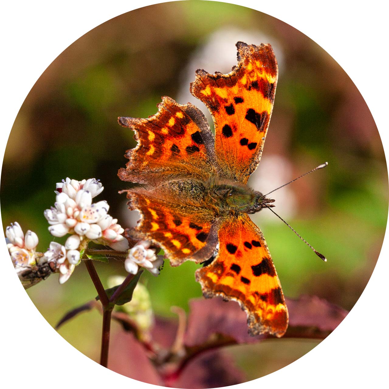 Biodiversiteit