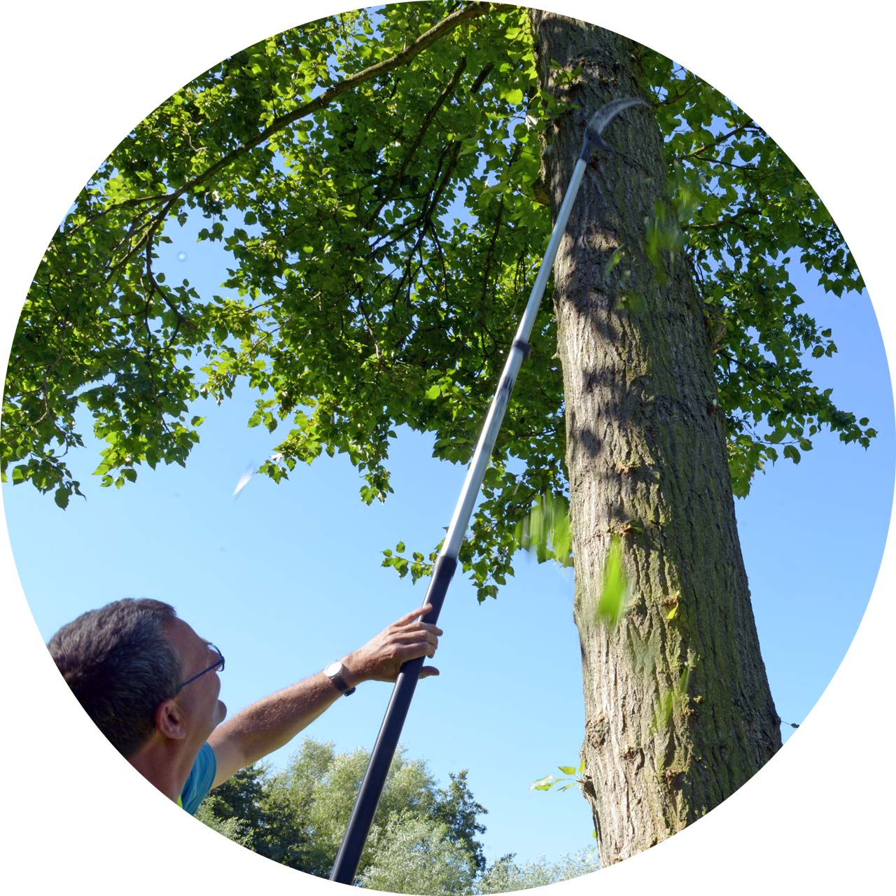 Bomen kappen en snoeien