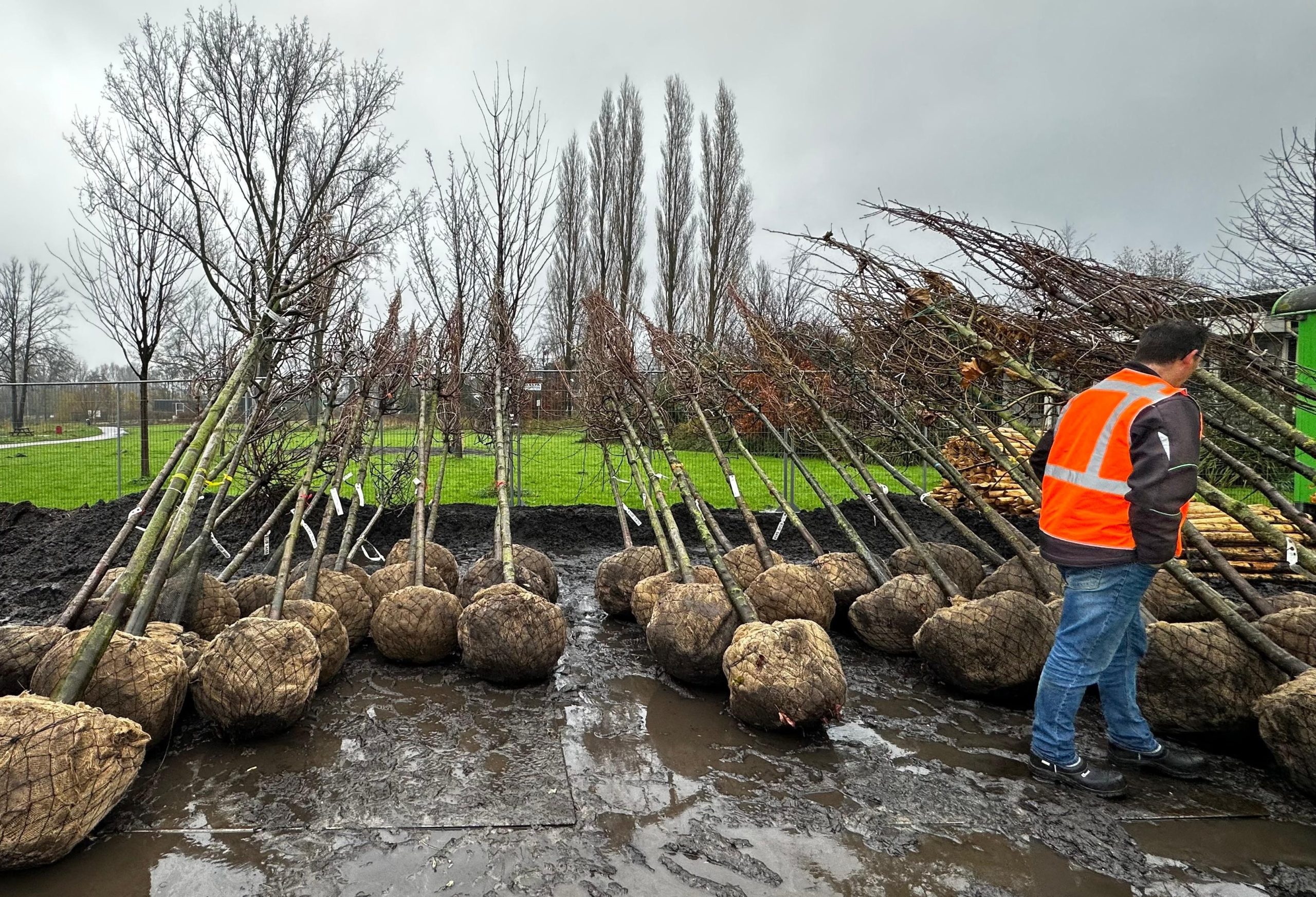 Bomen planten in het Agathepark