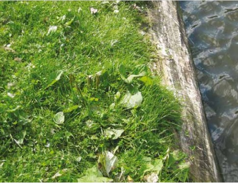 Boomstam beschoieeing