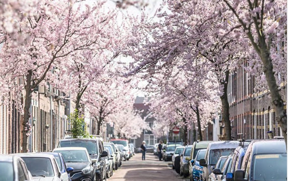 Woonwijk in Zaanstad met bloeiende bomen en geparkeerde auto's